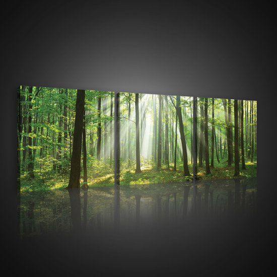 Forest in Daylight Canvas Schilderij PS10329S13