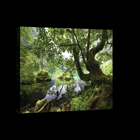 Pond Hidden in the Forest Canvas Schilderij PP20025O4