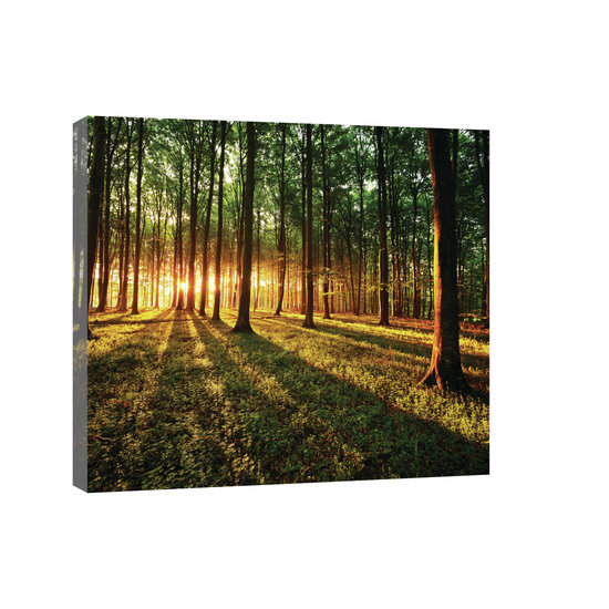 Sunny Forest Canvas Schilderij PP20006O4