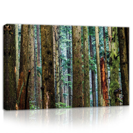 Forest Canvas Schilderij PP11751O4