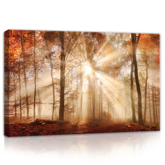 Autumn Forest in the Sun Canvas Schilderij PP10471O4