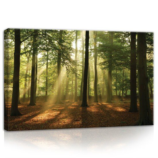 Forest in the Daylight Canvas Schilderij PP10331O4