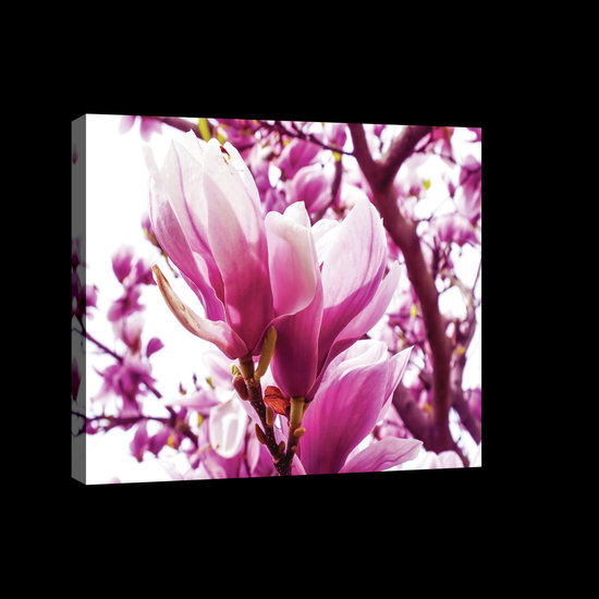 Pink Magnolia Canvas Schilderij PP20009O4